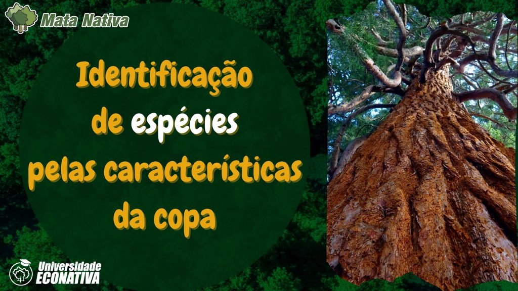 Identificação de espécies pelas características da copa