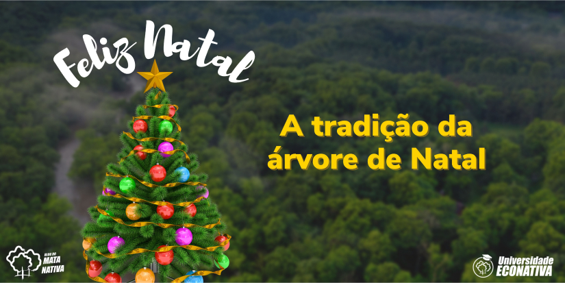 O cristão pode ter árvore de Natal em casa?