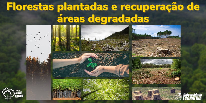 Florestas plantadas e recuperação de áreas degradadas