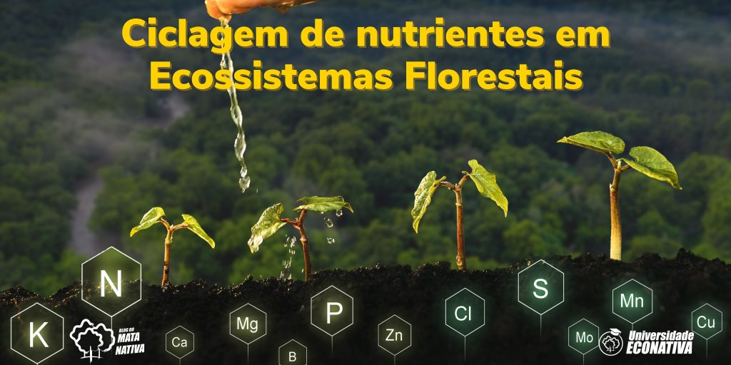 Ciclagem de nutrientes em Ecossistemas Florestais