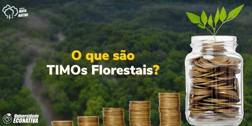 O que são TIMOs Florestais