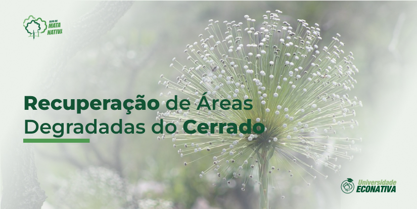 Recuperação de áreas degradas do cerrado