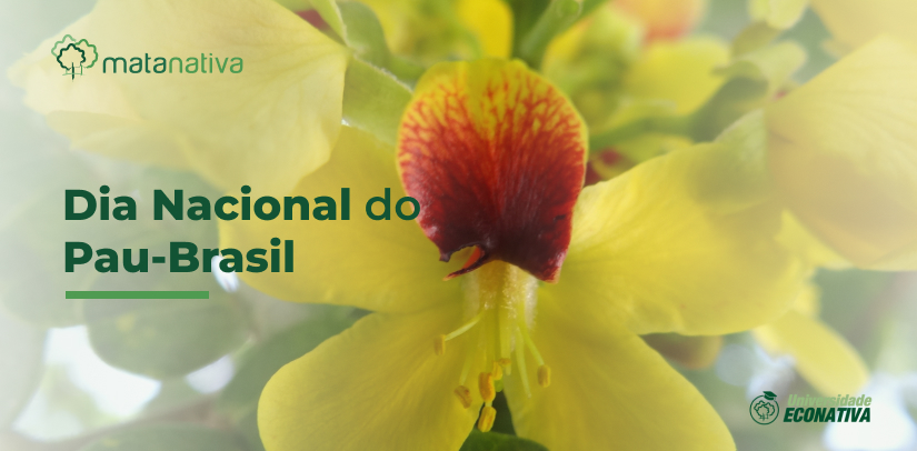 Dia Nacional do Pau-Brasil