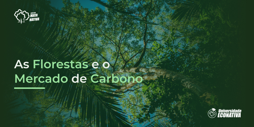 As Florestas e o Mercado de Carbono