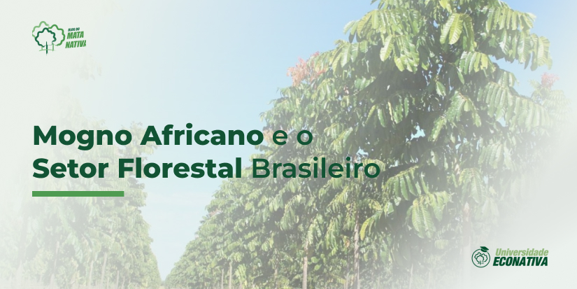 Mogno Africano e o Setor Florestal Brasileiro