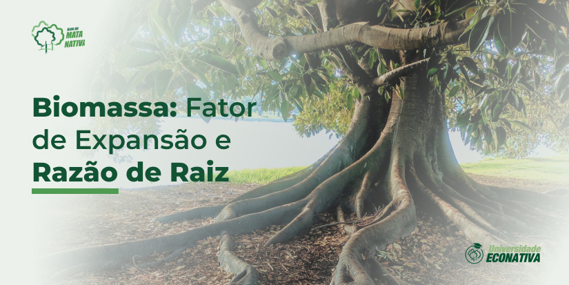 Biomassa: Fator de expansão e Razão da Raiz