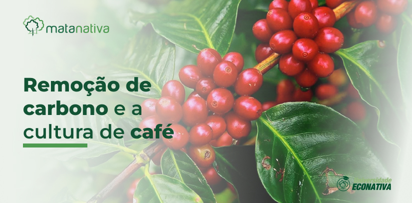 Remoção de carbono e a cultura de café