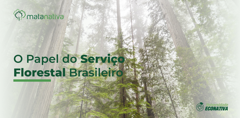 O Papel do Serviço Florestal Brasileiro