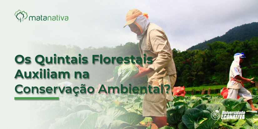 Os quintais Florestais Auxiliam na Conservação Ambiental