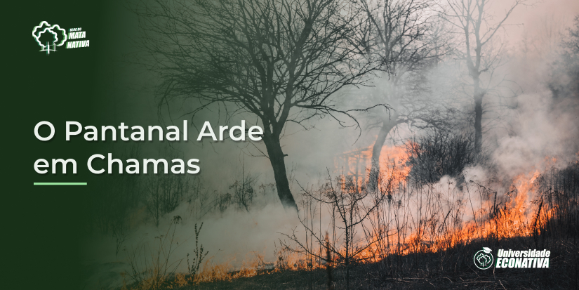 O Pantanal Arde em Chamas