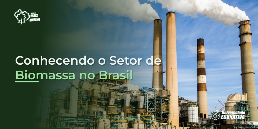 Conhecendo o Setor de Biomassa no Brasil