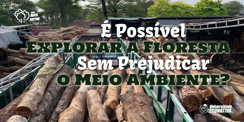 Como plantar uma floresta em qualquer lugar